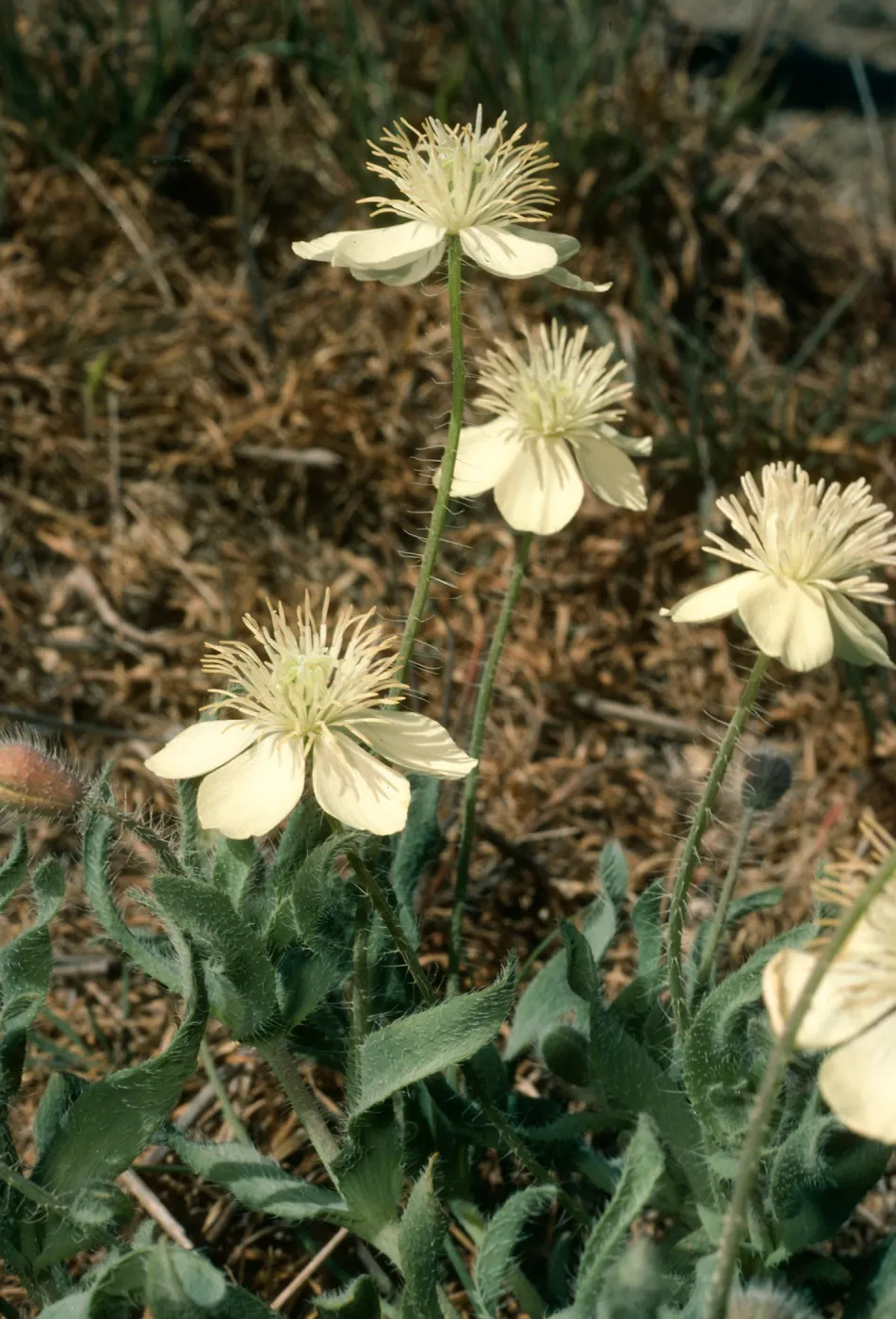 Platystemon callifornicus, shack at China Harbor