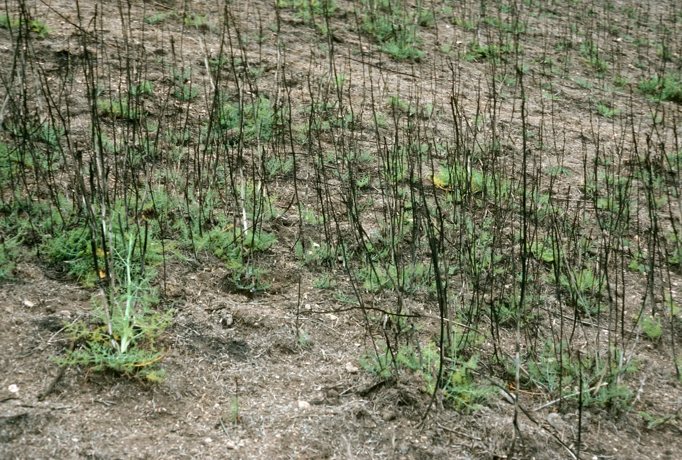 Santa Cruz Island, Foeniculum, 1990 burn, China Harbor