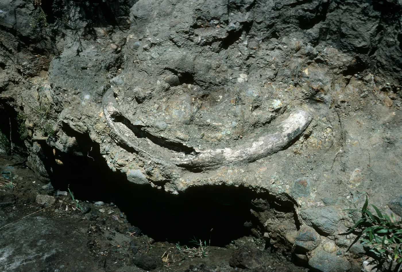 Santa Cruz Island, mammoth tusk, upstream from Christy Ranch