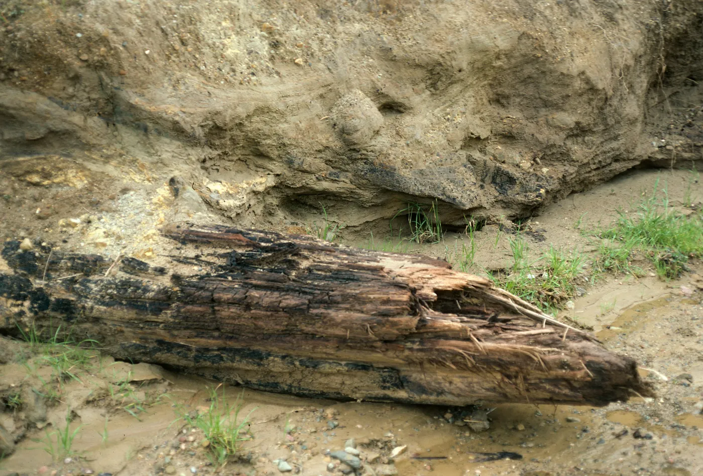Santa Cruz Island, fossil log, Sauces Canyon