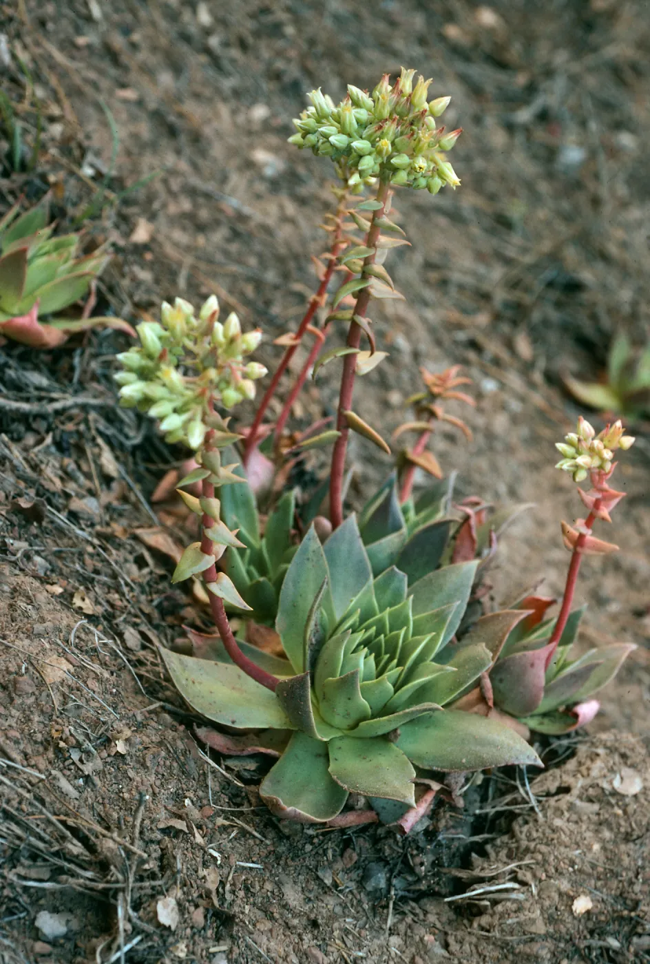 Santa Cruz Island, Dudleya candelabrum, Valley Road, near Buena Vista