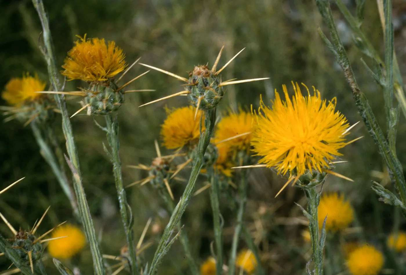 Centaurea solstitialis, Prisoners Harbor