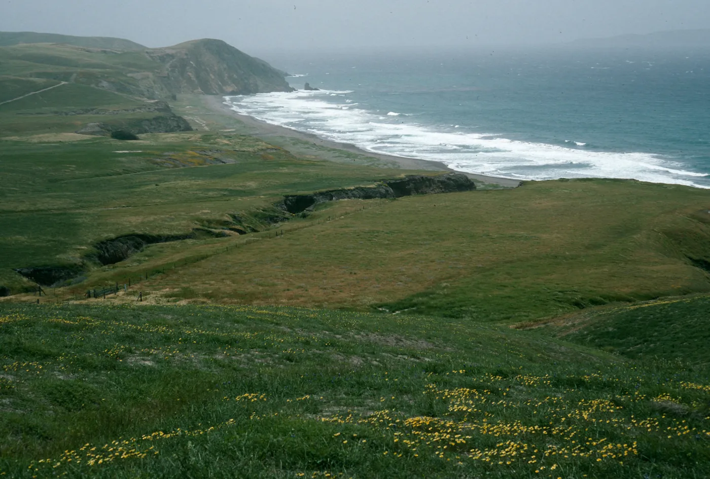 Santa Cruz Island, Christy Beach, Layia (tidy tips)
