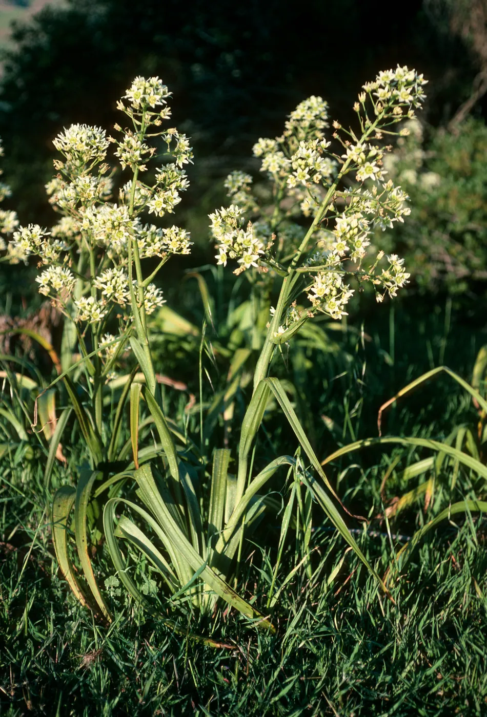 Santa Cruz Island, Zigadenus fremontii, South Ridge Road