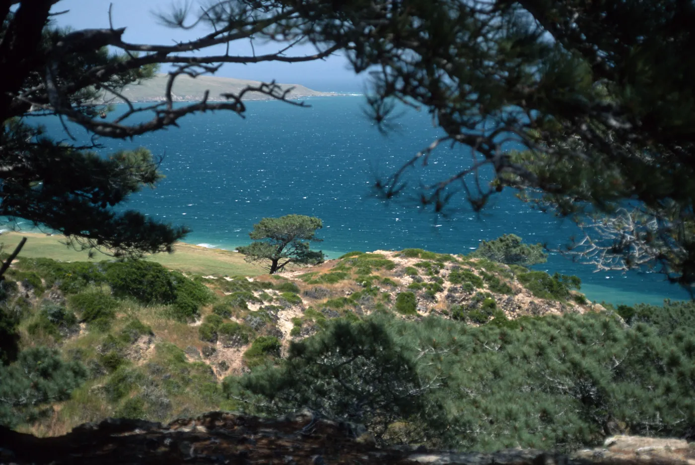Santa Rosa Island, Torrey Pines