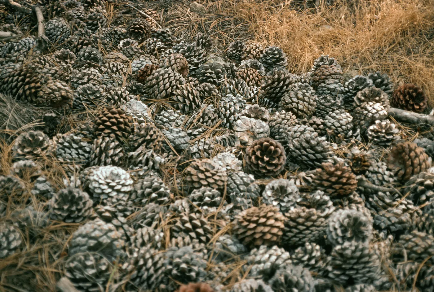 Santa Rosa Island, Beechers Bay, Pinus torreyana cones