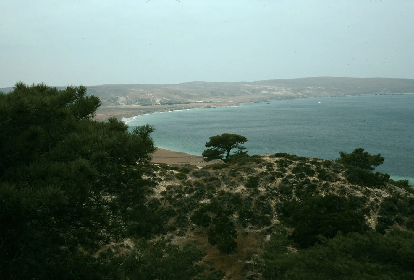 Santa Rosa Island, Torrey Pines
