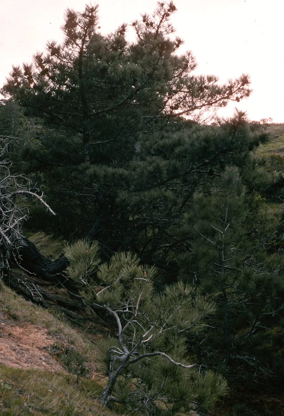 Santa Rosa Island, Torrey Pines