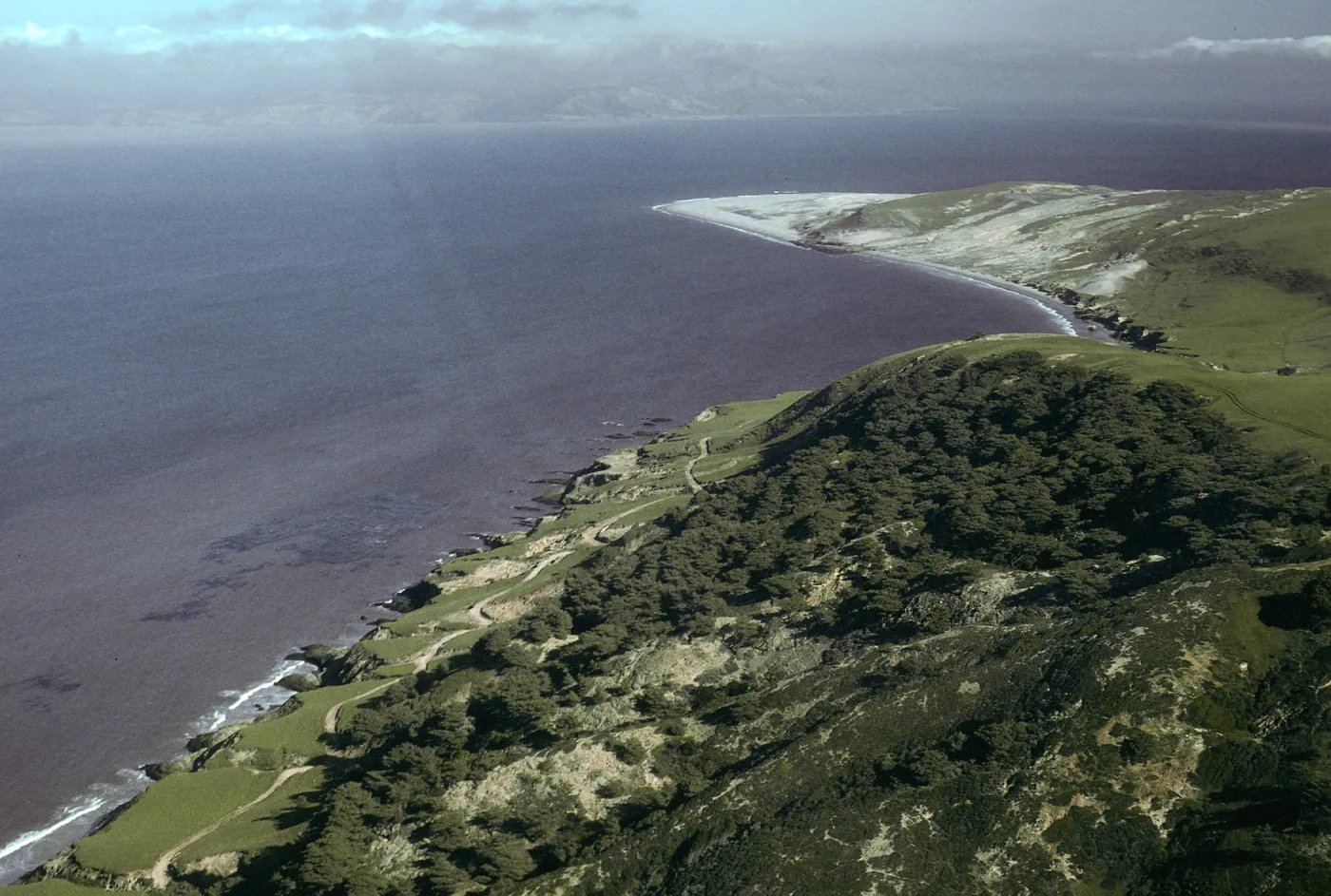 Santa Rosa Island, Torrey Pines, Skunk Point