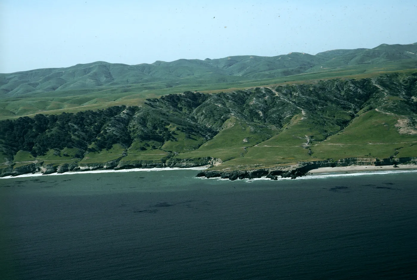 Santa Rosa Island, Torrey Pines