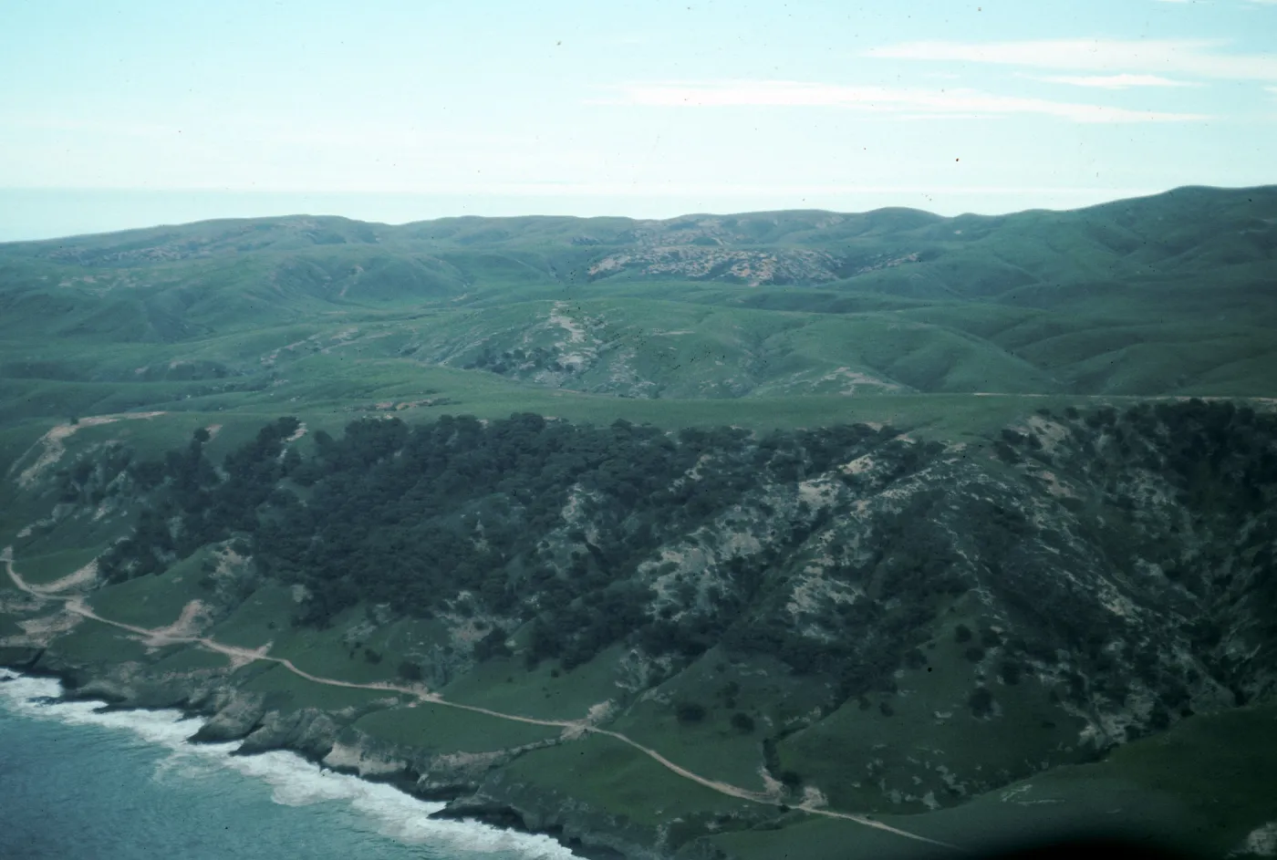 Santa Rosa Island, Torrey Pines