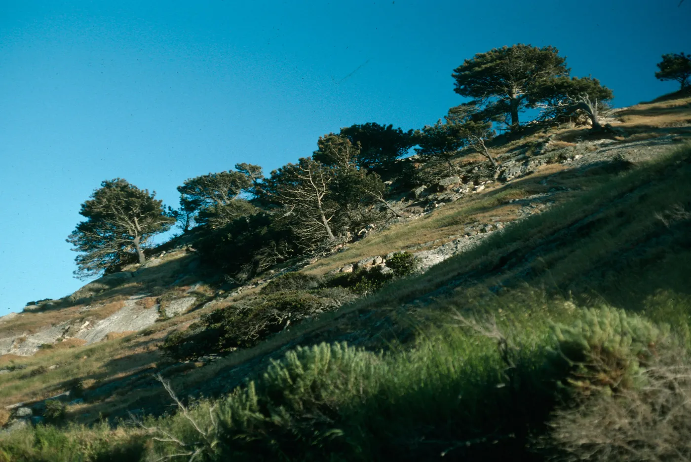 Santa Rosa Island, Torrey Pines, Box Canyon