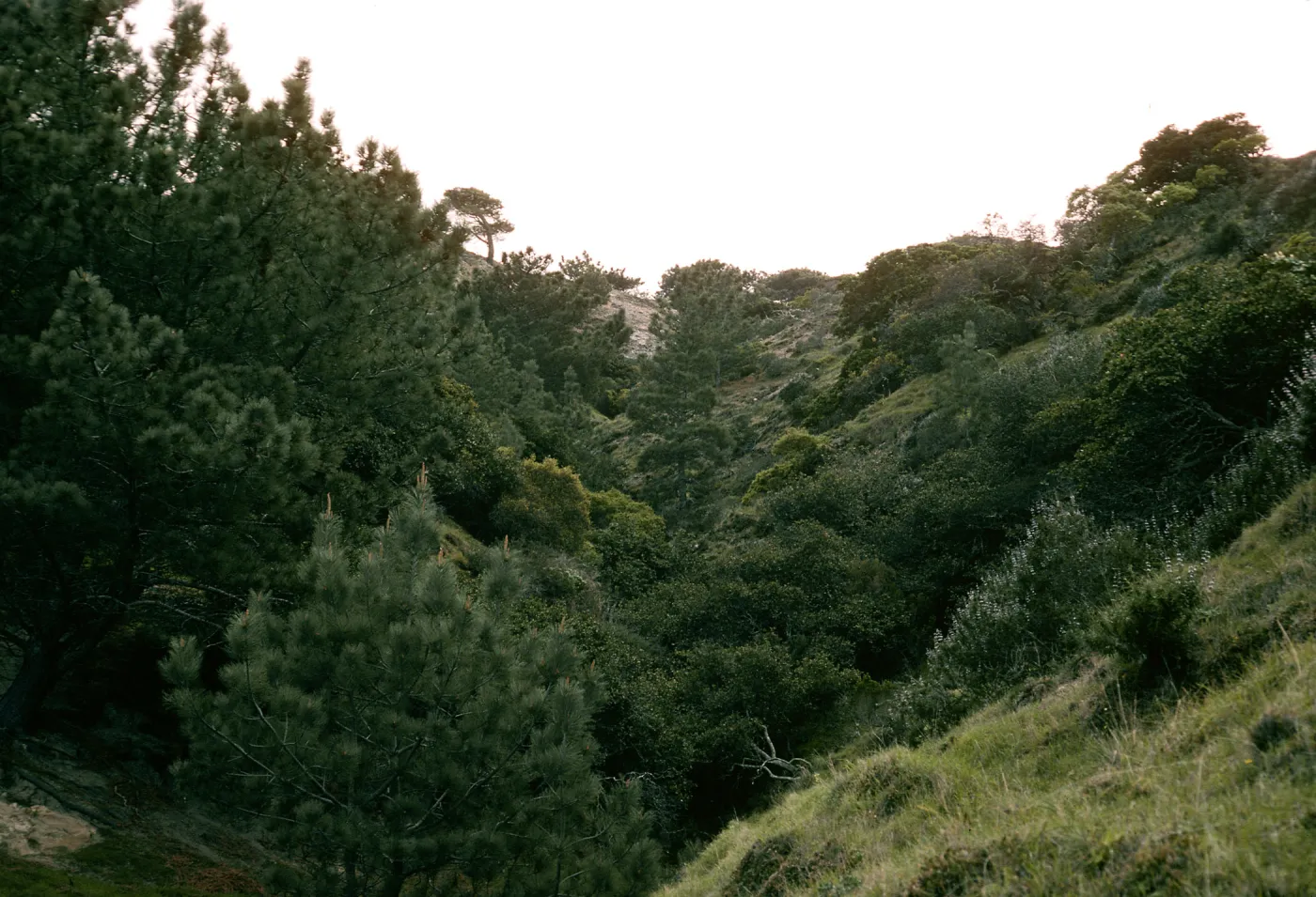Santa Rosa Island, Torrey Pines