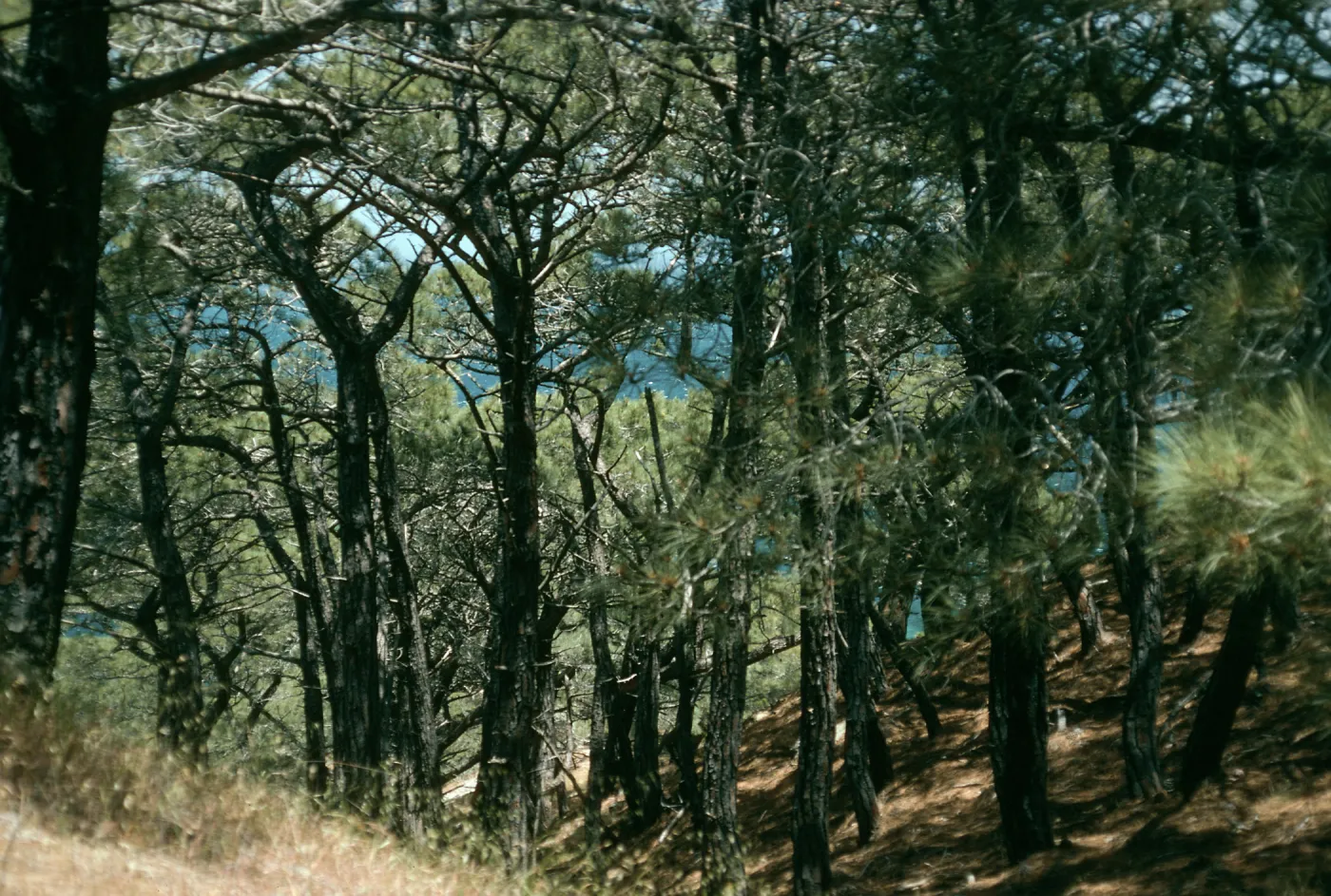 Santa Rosa Island, Torrey Pines