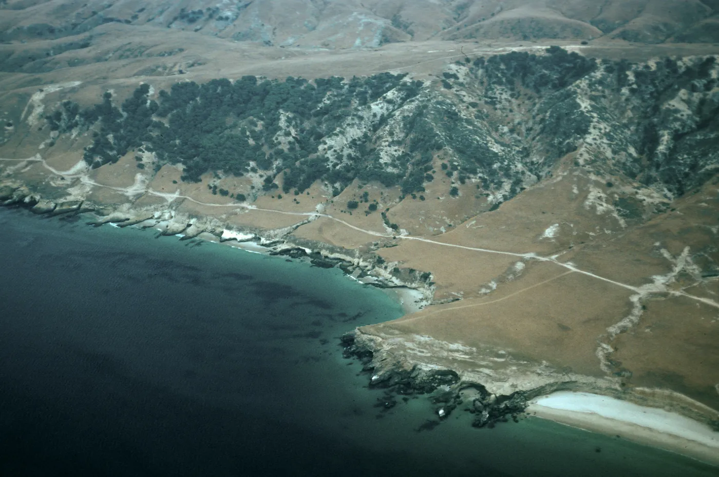 Santa Rosa Island, Torrey Pines