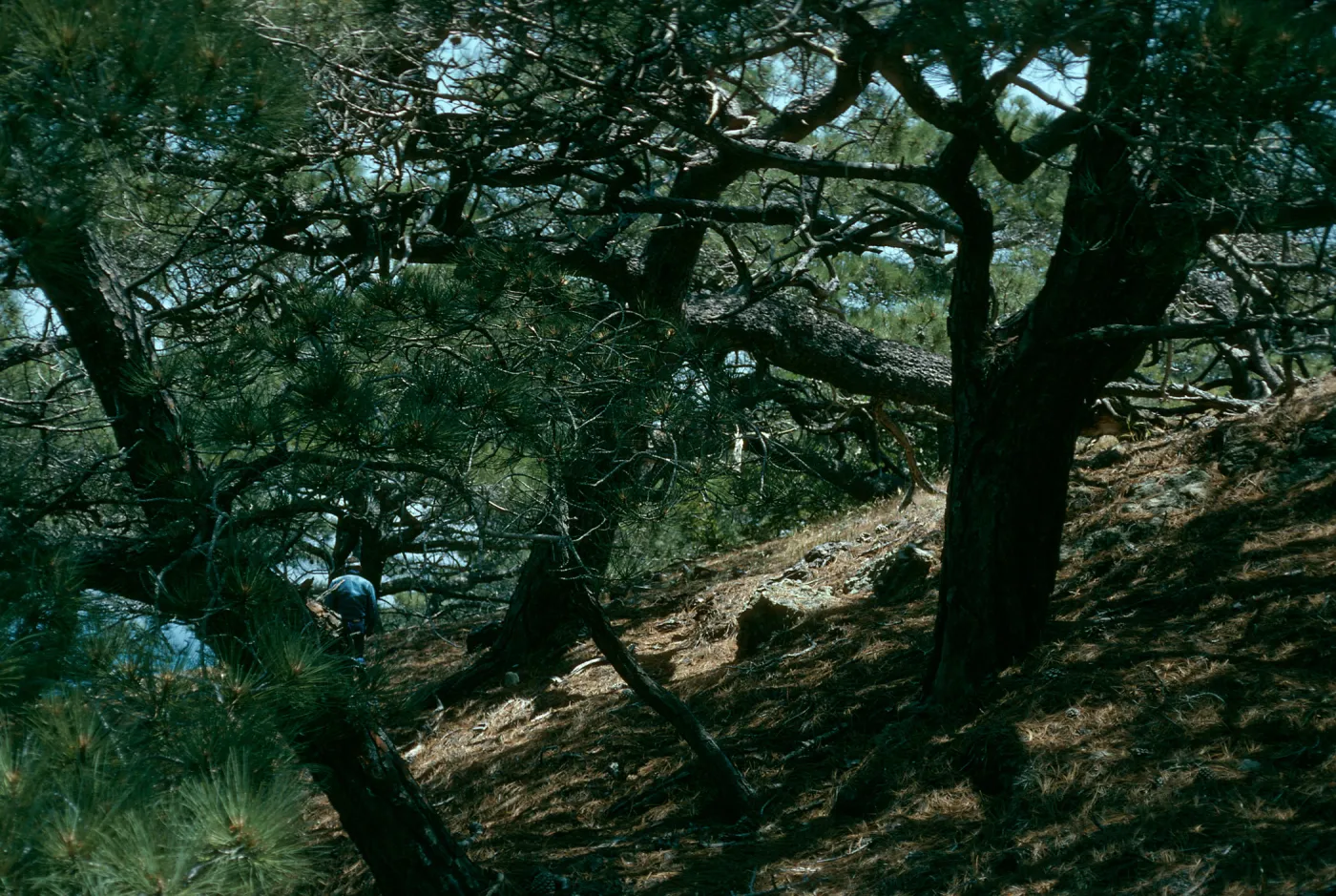 Santa Rosa Island, Torrey Pines