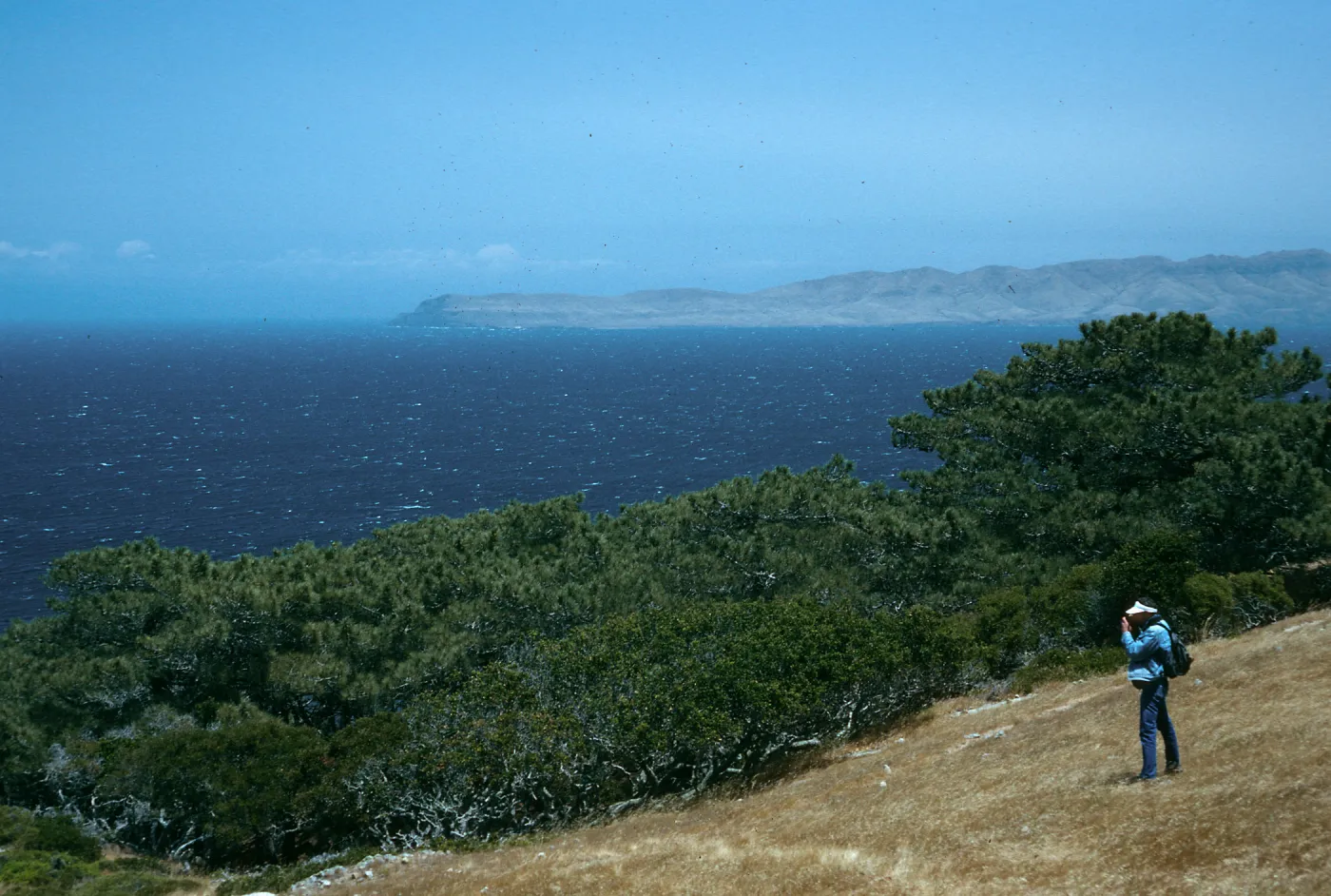 Santa Rosa Island, Torrey Pines