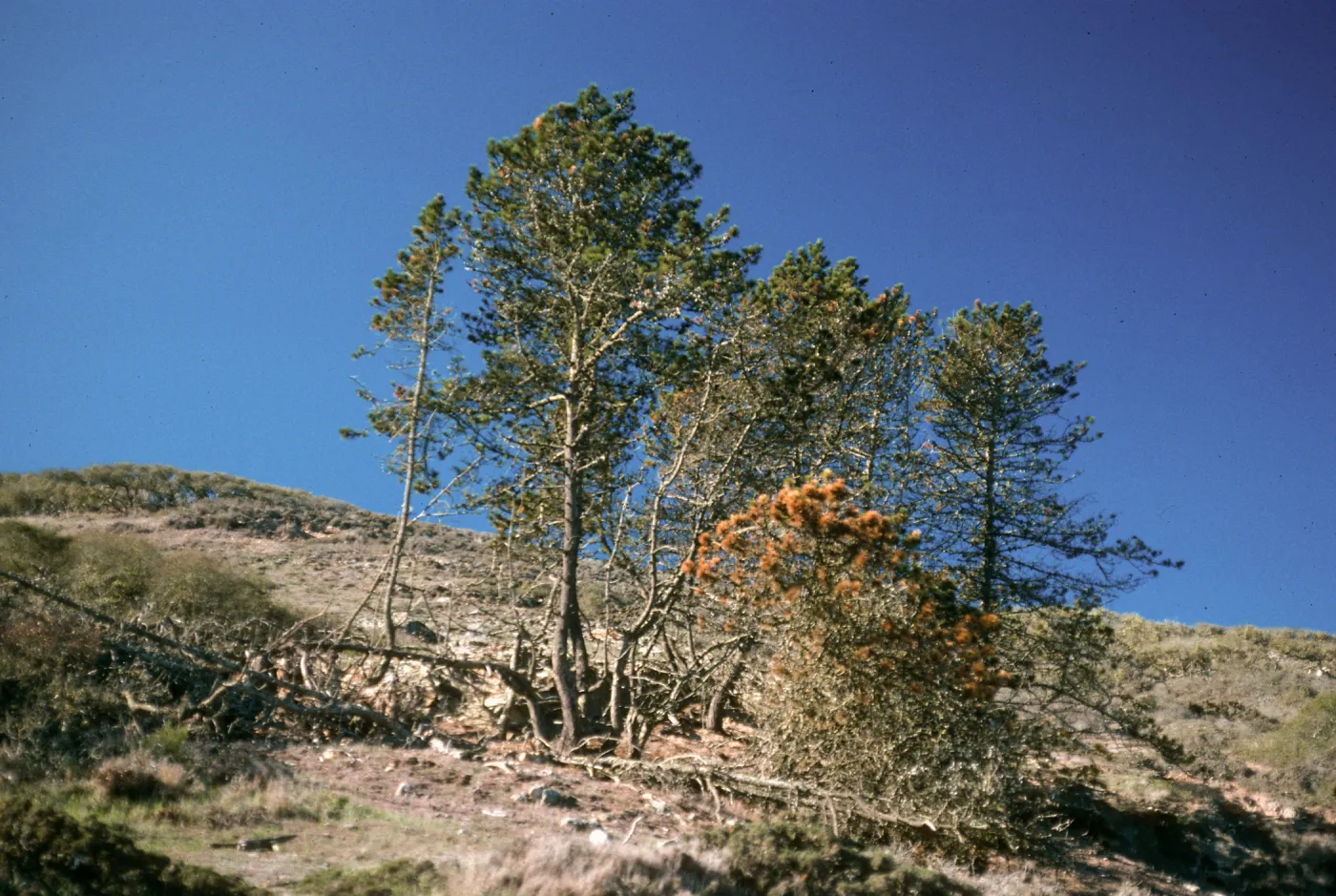 Santa Rosa Island, main road near Black Mountain