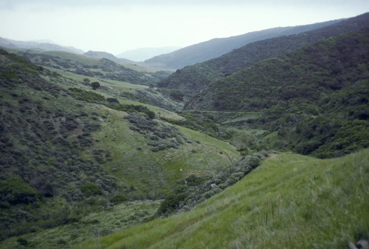 Santa Cruz Island, Central Valley, Coastal Sage Scrub, South facing slopes
