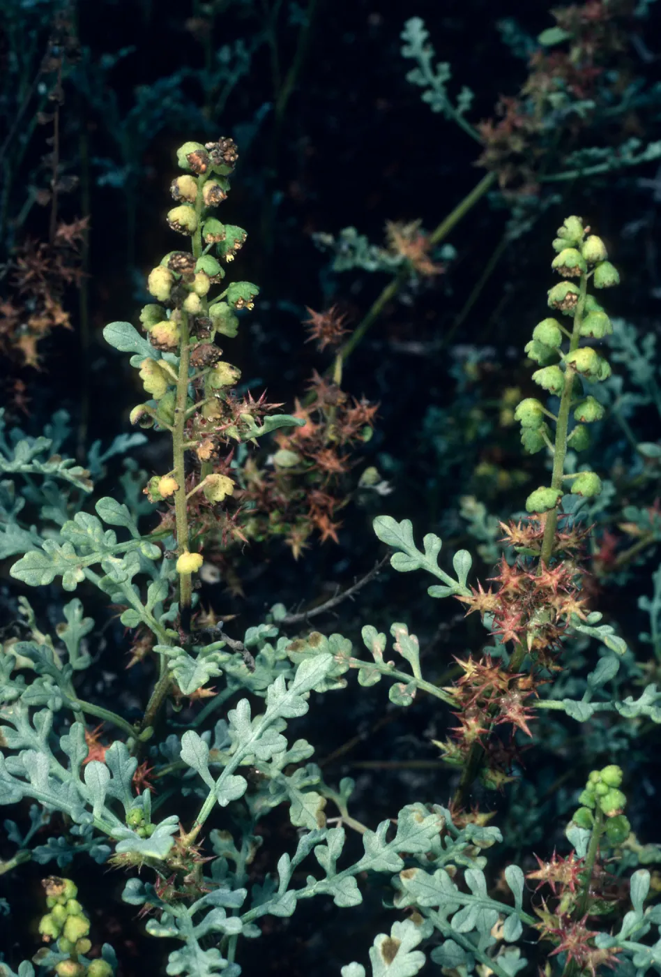 Ambrosia chamissonis, Goleta Beach