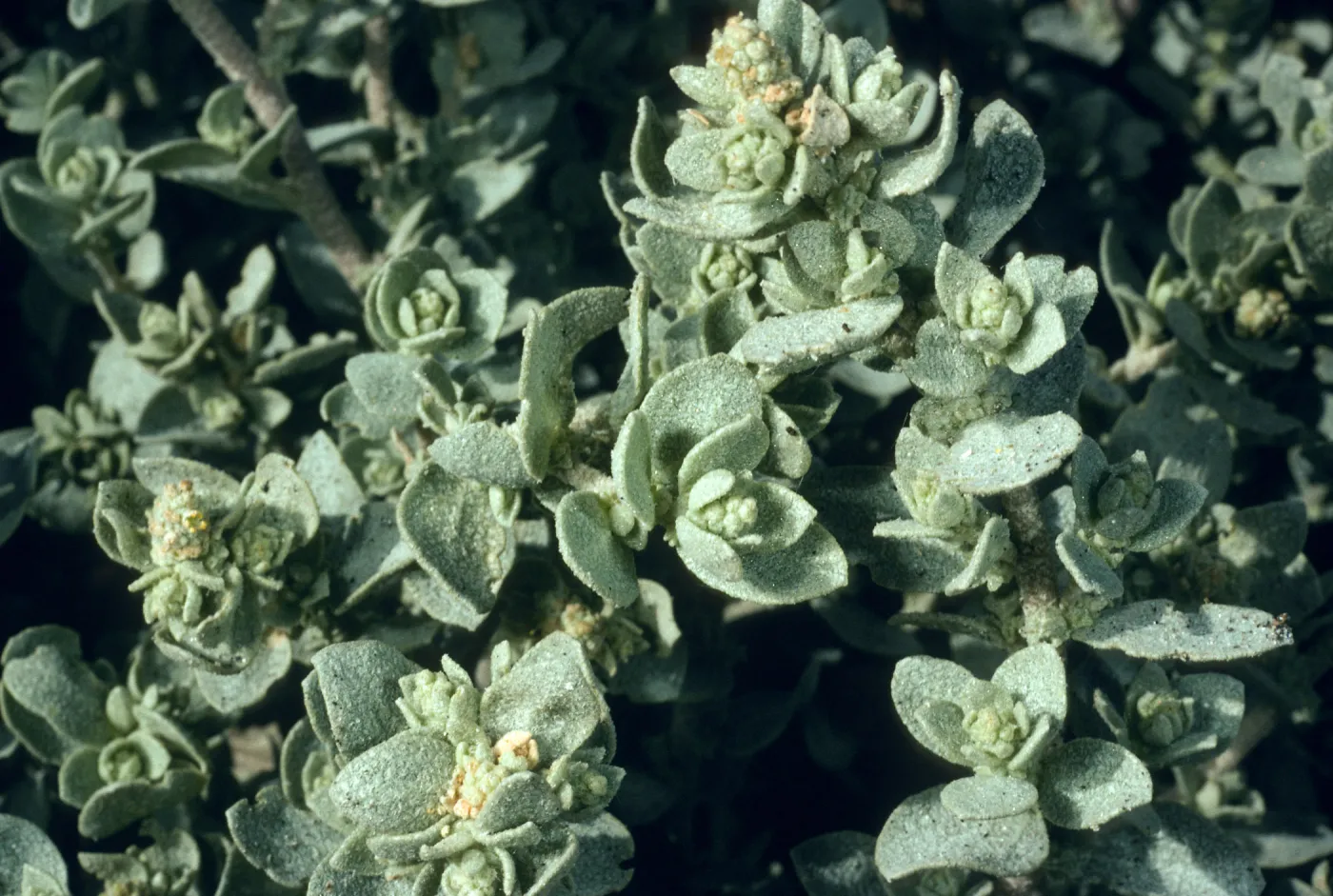 Atriplex leucophylla, Forneys Cove, Santa Cruz Island