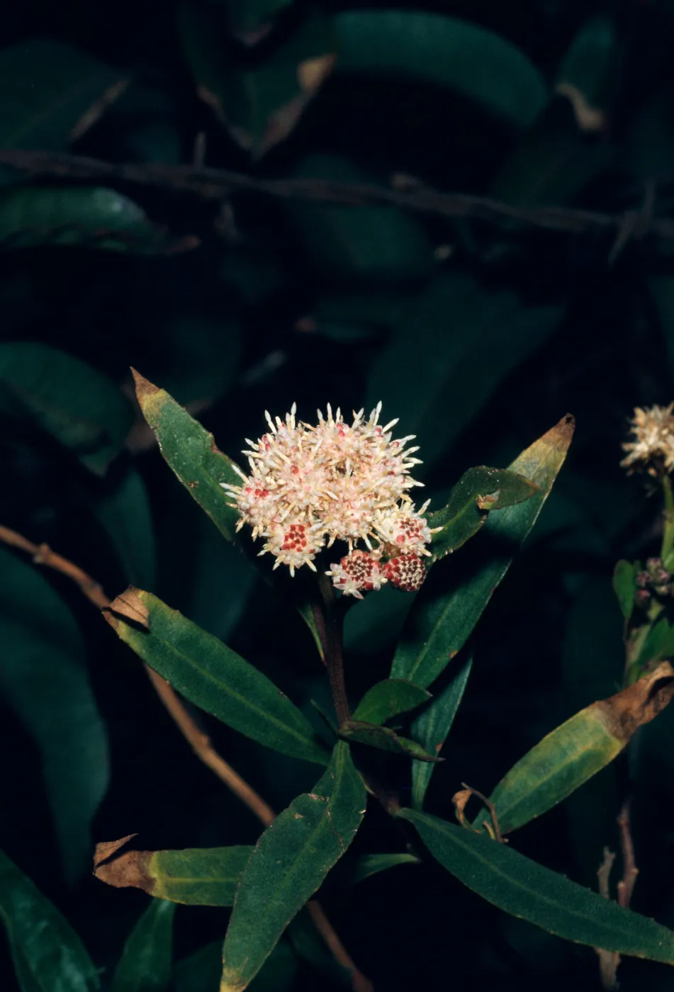 Baccharis viminea, Point Mugu, specimen M1226