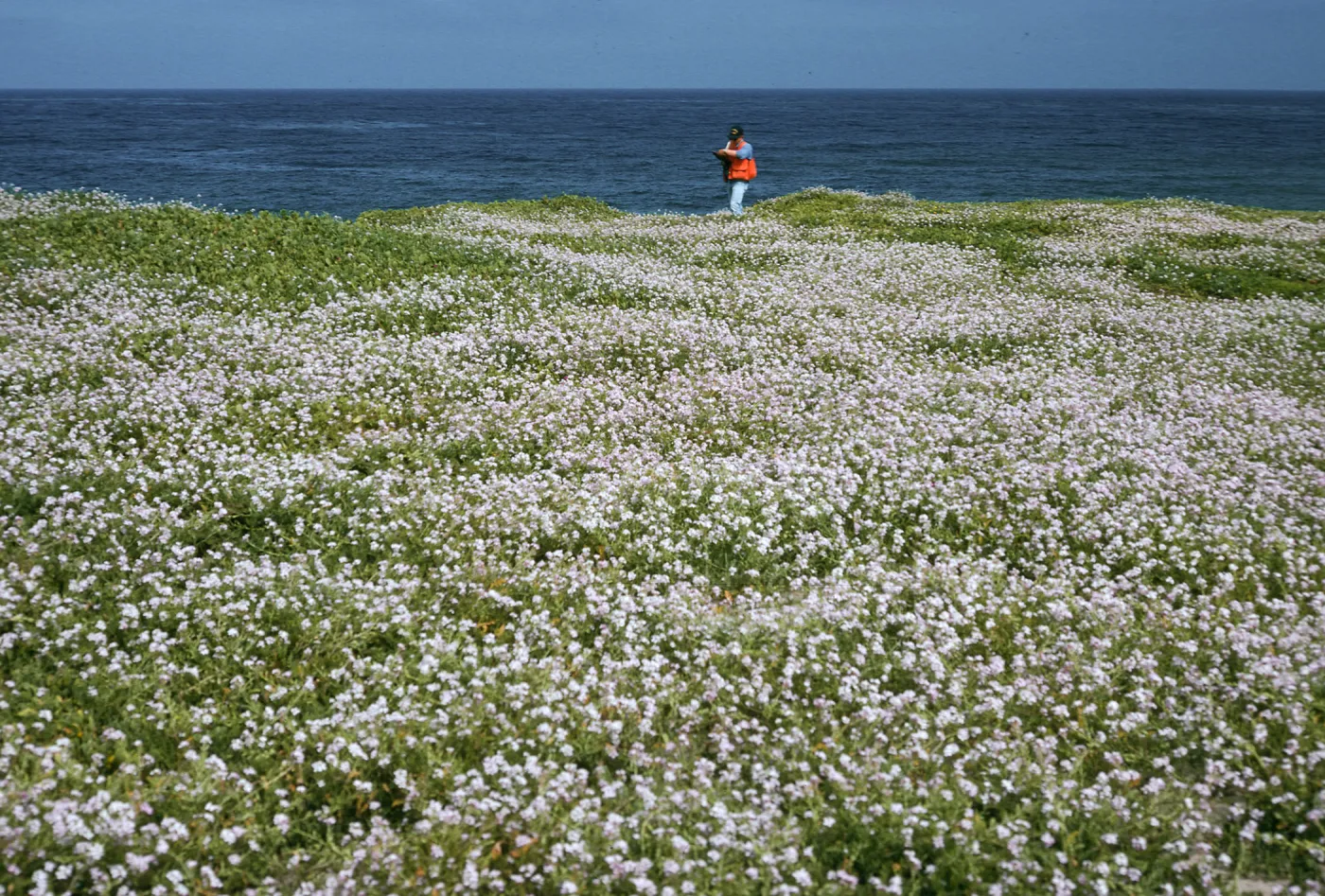 Cakile maritima, Tender Beach, San Nicolas Island