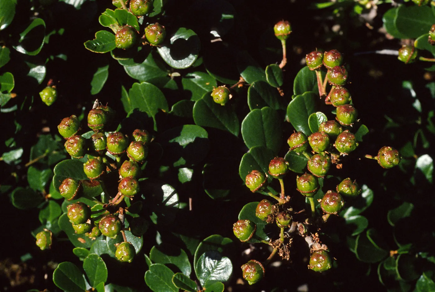 Santa Cruz Island, just South of Christy Ranch, Ceanothus megacarpus
