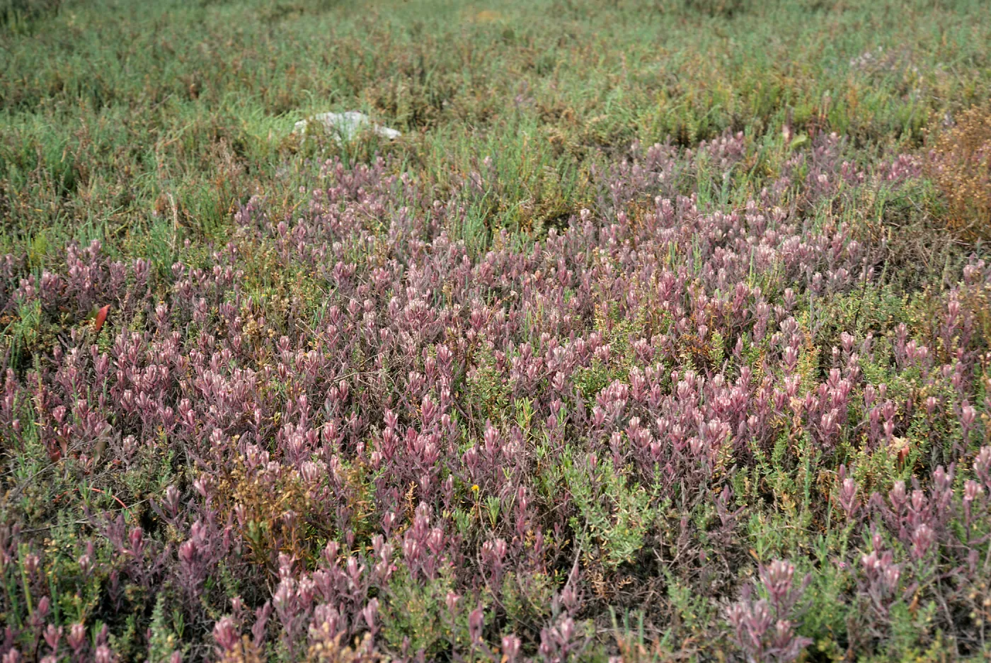 Cordylanthus maritimus, Carpinteria Salt Marsh