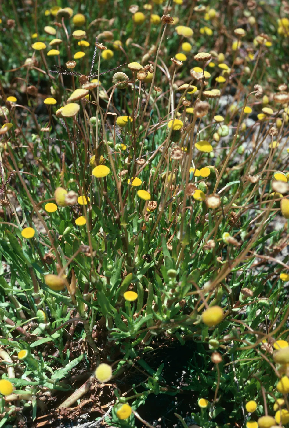 Cotula coronopifolia, near Ellwood