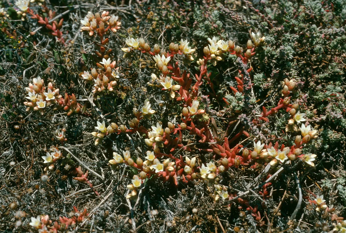 Dudleya nesiotica, Santa Cruz Island, Forneys Cove