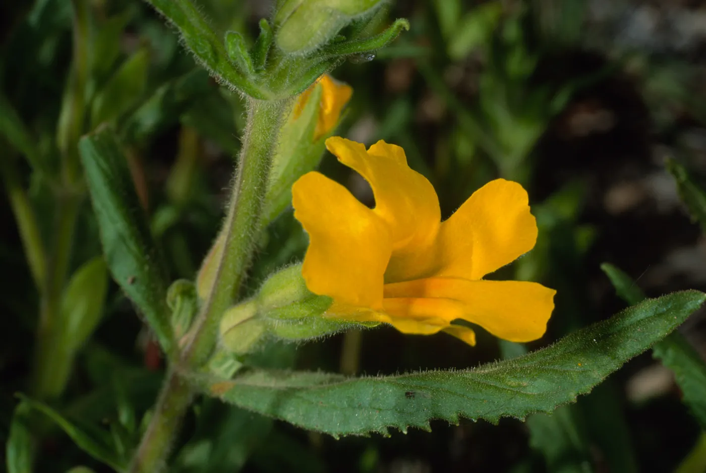 Mimulus clevelandii, Santa Barbara Botanic Garden