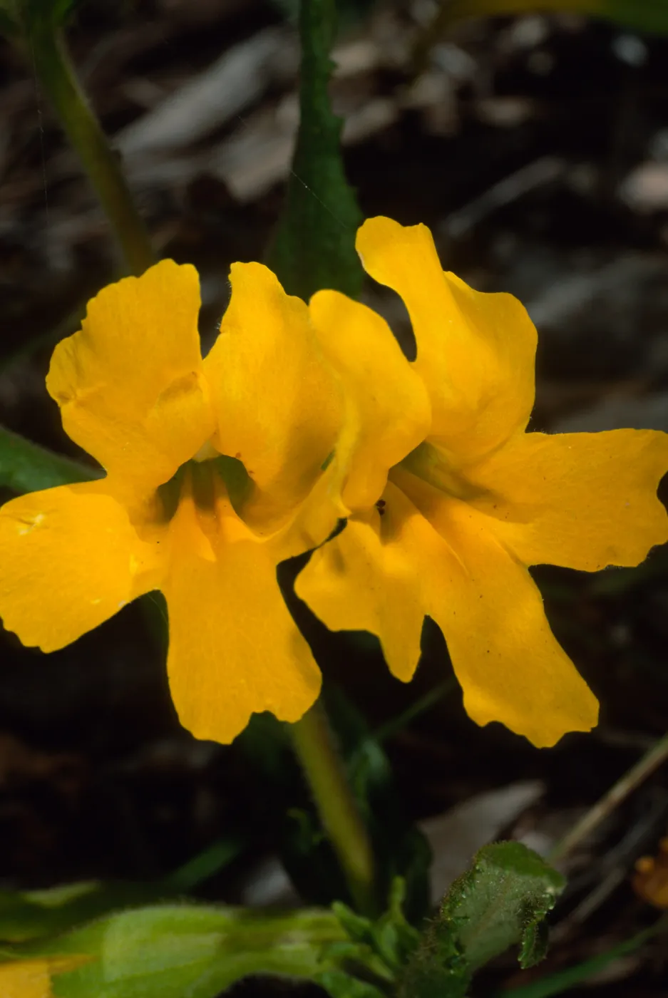 Mimulus clevelandii, Santa Barbara Botanic Garden