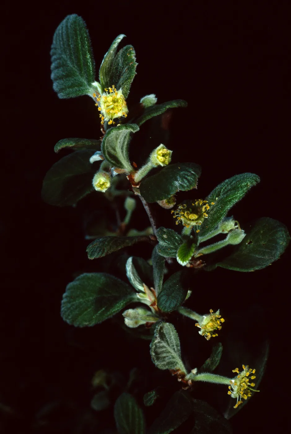 Cercocarpus traskiae, Wrigley Garden, Catalina Island