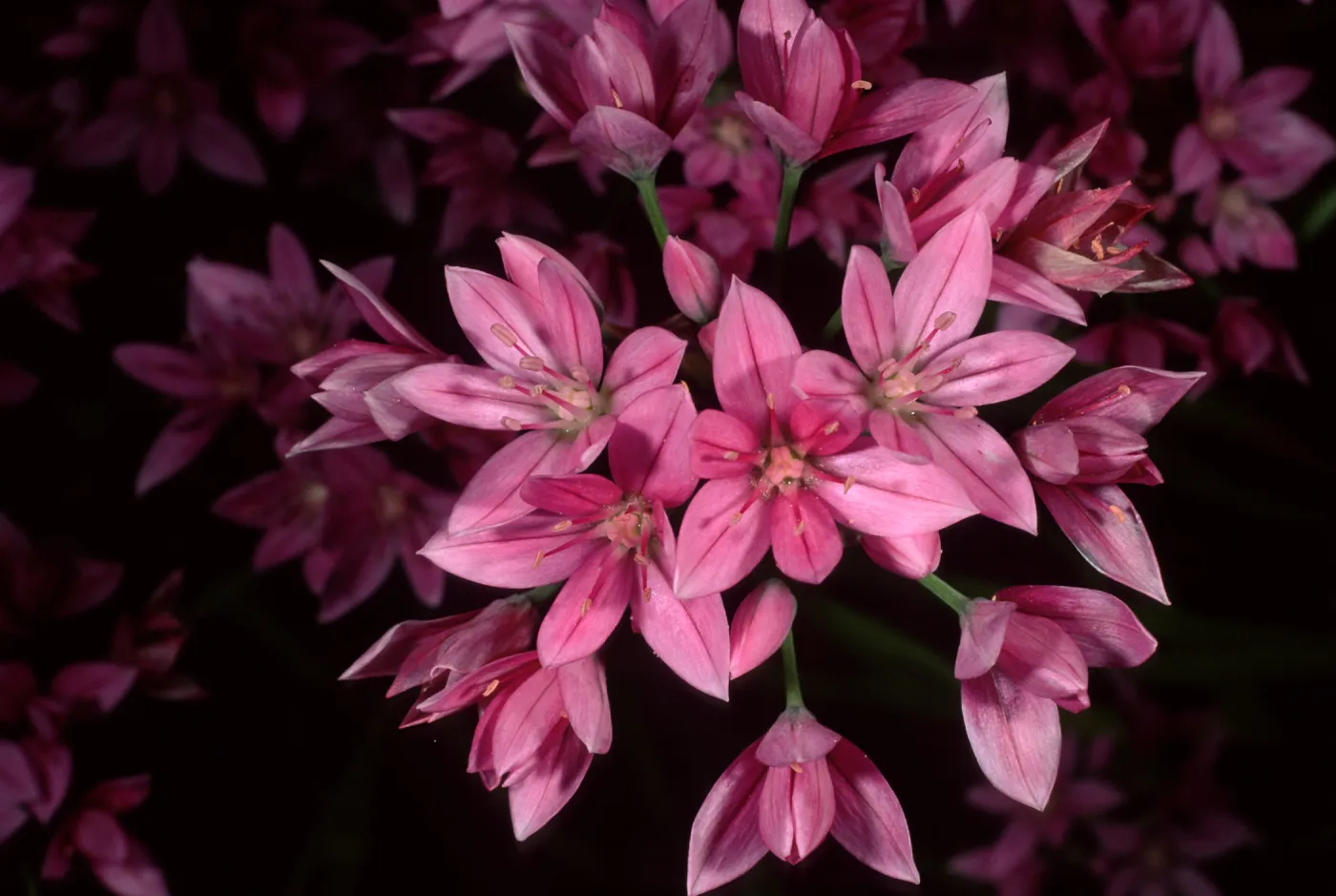 Allium, SBBG