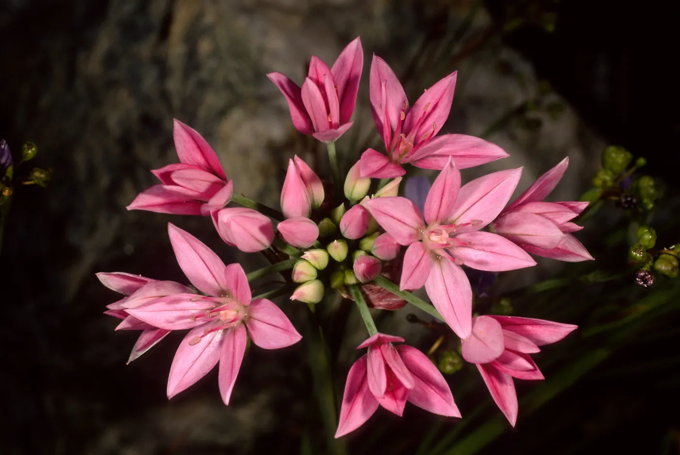 Allium, SBBG