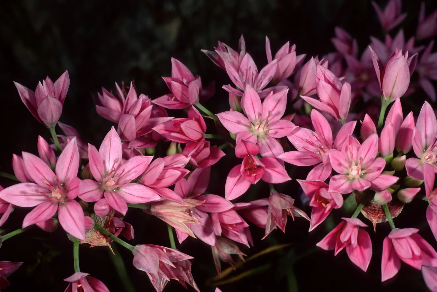 Allium, SBBG