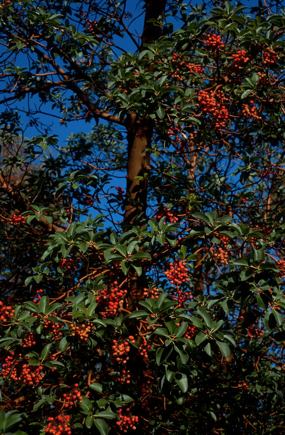 Arbutus menziesii, Reagan Ranch, Refugio Canyon