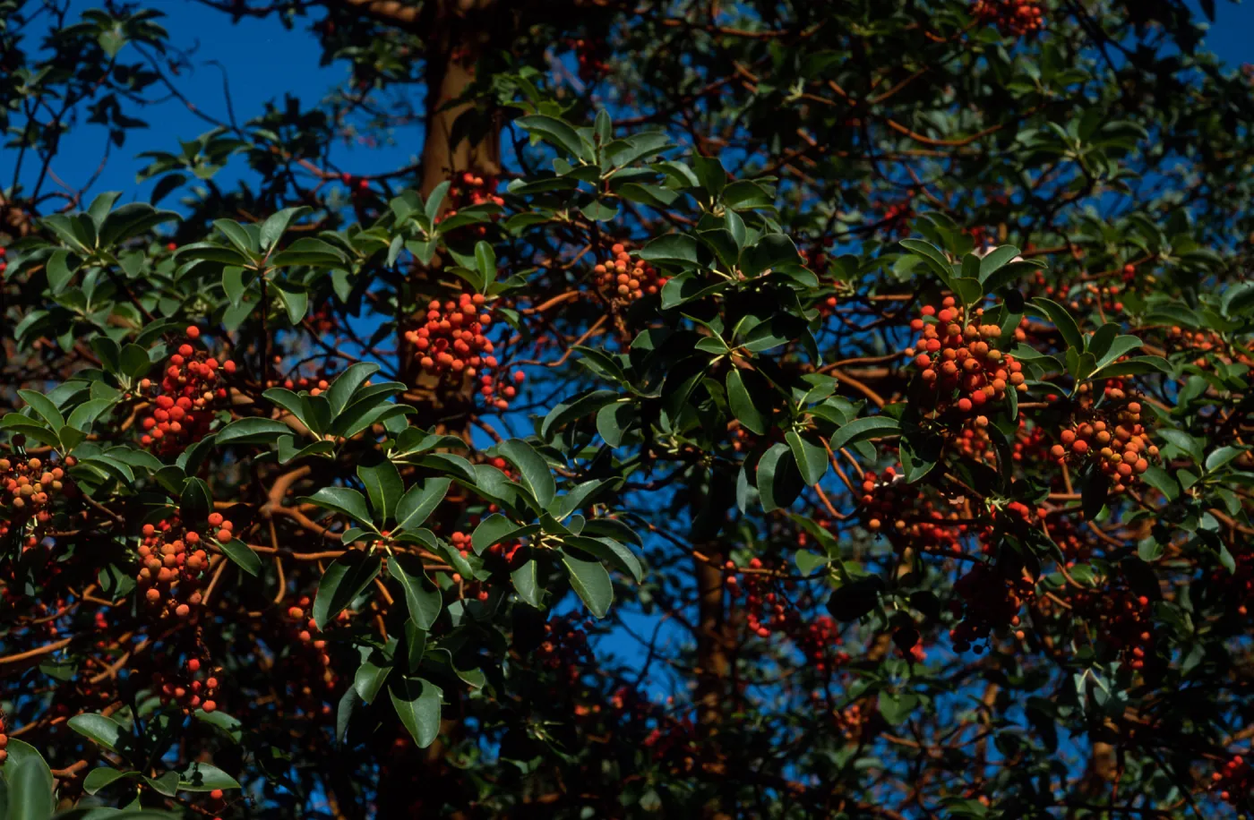 Arbutus menziesii, Reagan Ranch, Refugio Canyon