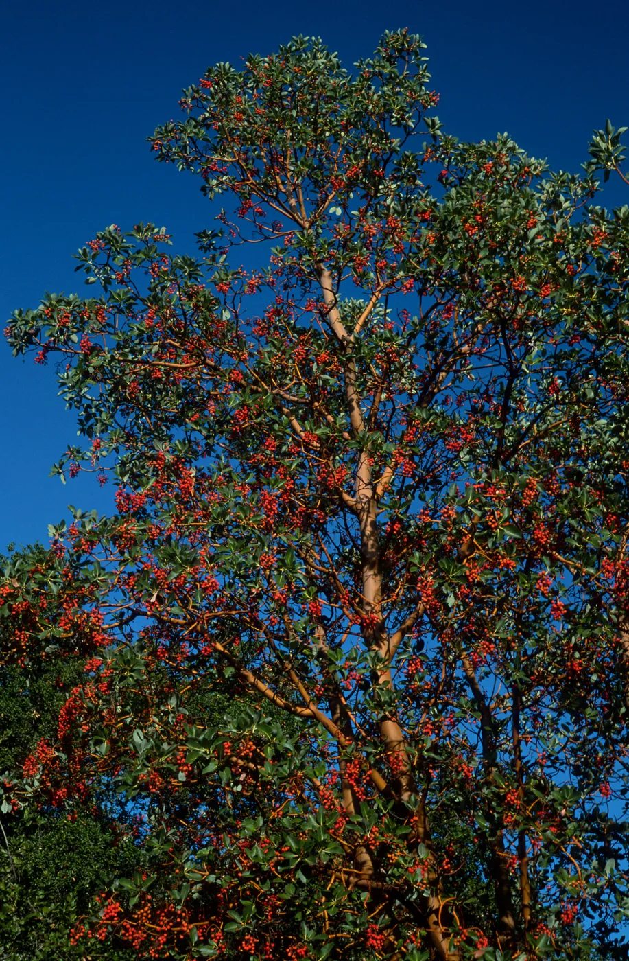 Arbutus menziesii, Reagan Ranch, Refugio Canyon