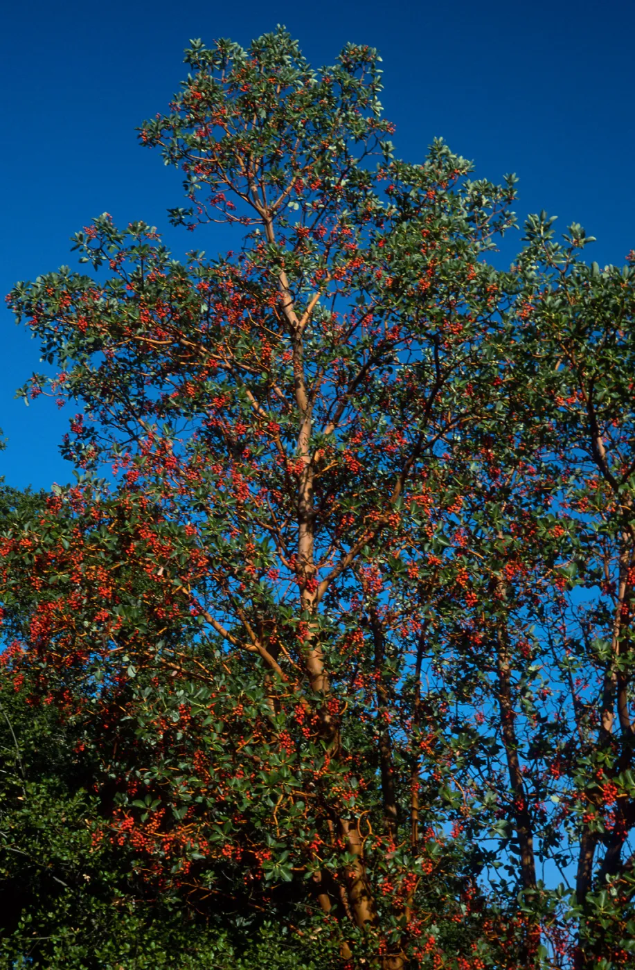 Arbutus menziesii, Reagan Ranch, Refugio Canyon