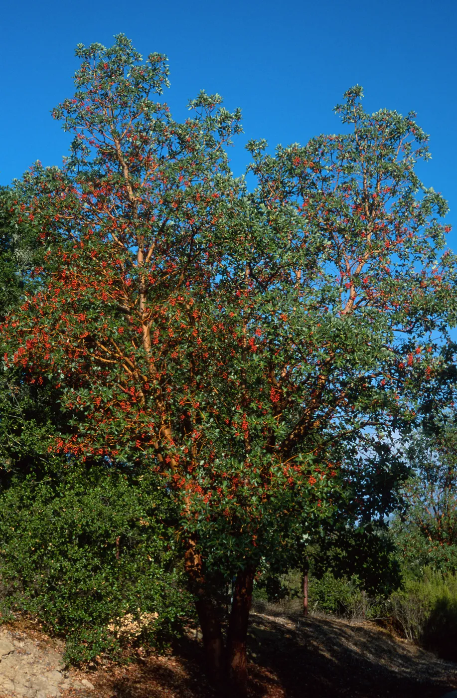 Arbutus menziesii, Reagan Ranch, Refugio Canyon