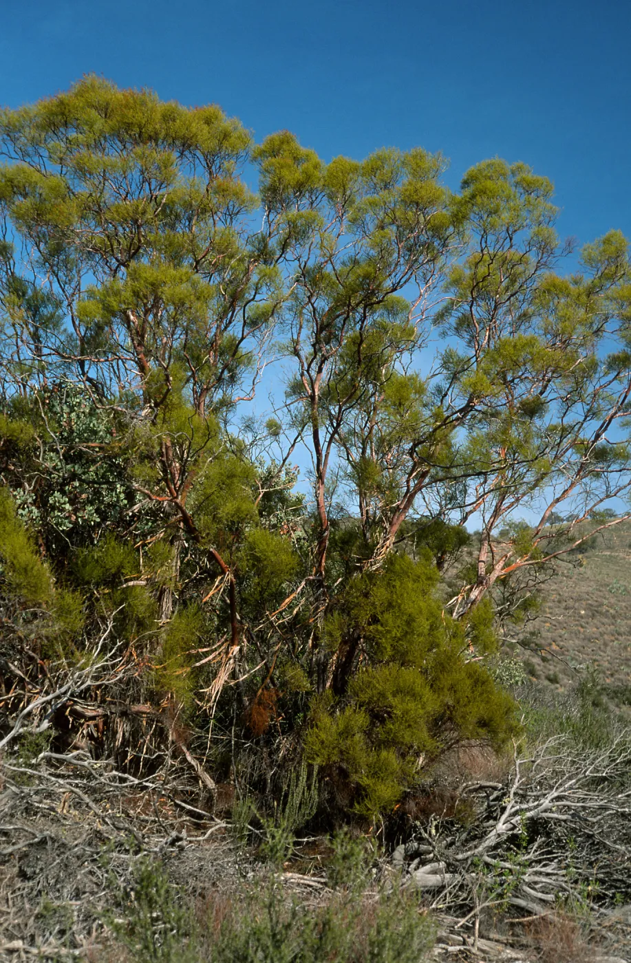 Adenostoma sparsifolium, near Big Rocks, San Luis Obispo County
