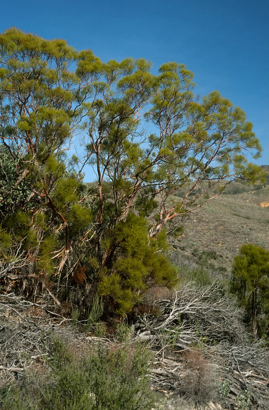 Adenostoma sparsifolium, near Big Rocks, San Luis Obispo County