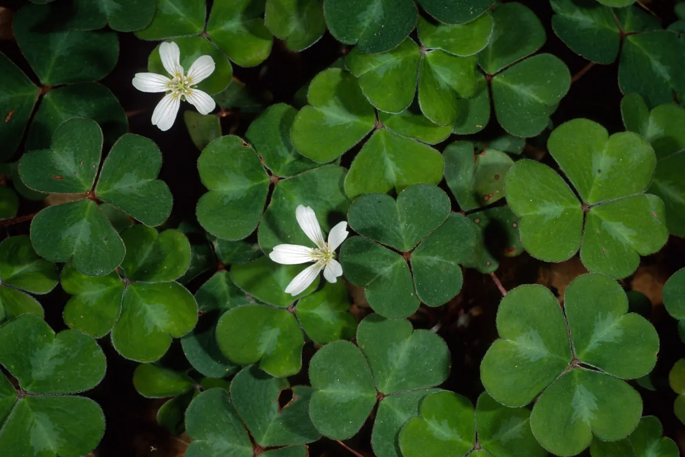 Oxalis oregana