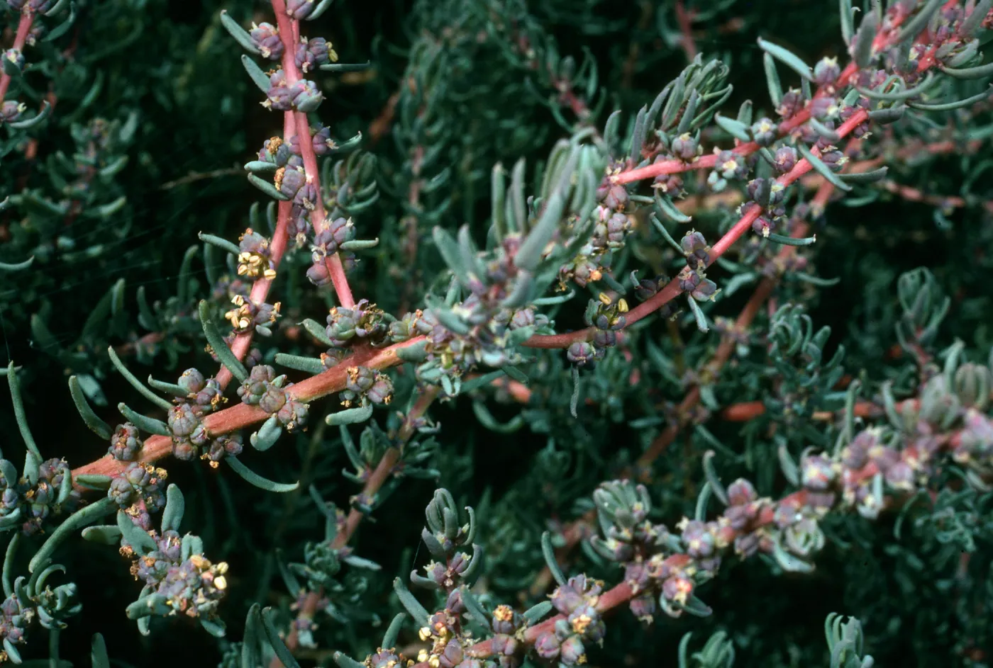 San Nicholas Island, Suaeda taxifolia, Northeast coastal terrace