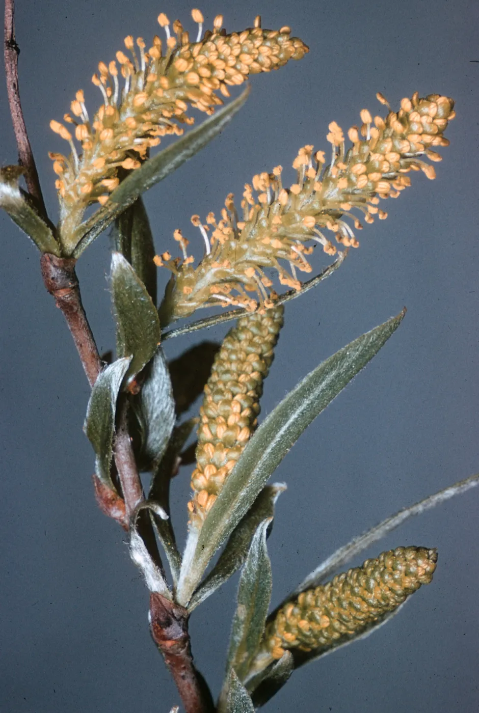 Salix exigua, Tilden Park, Berkeley, California, M 914, 9146