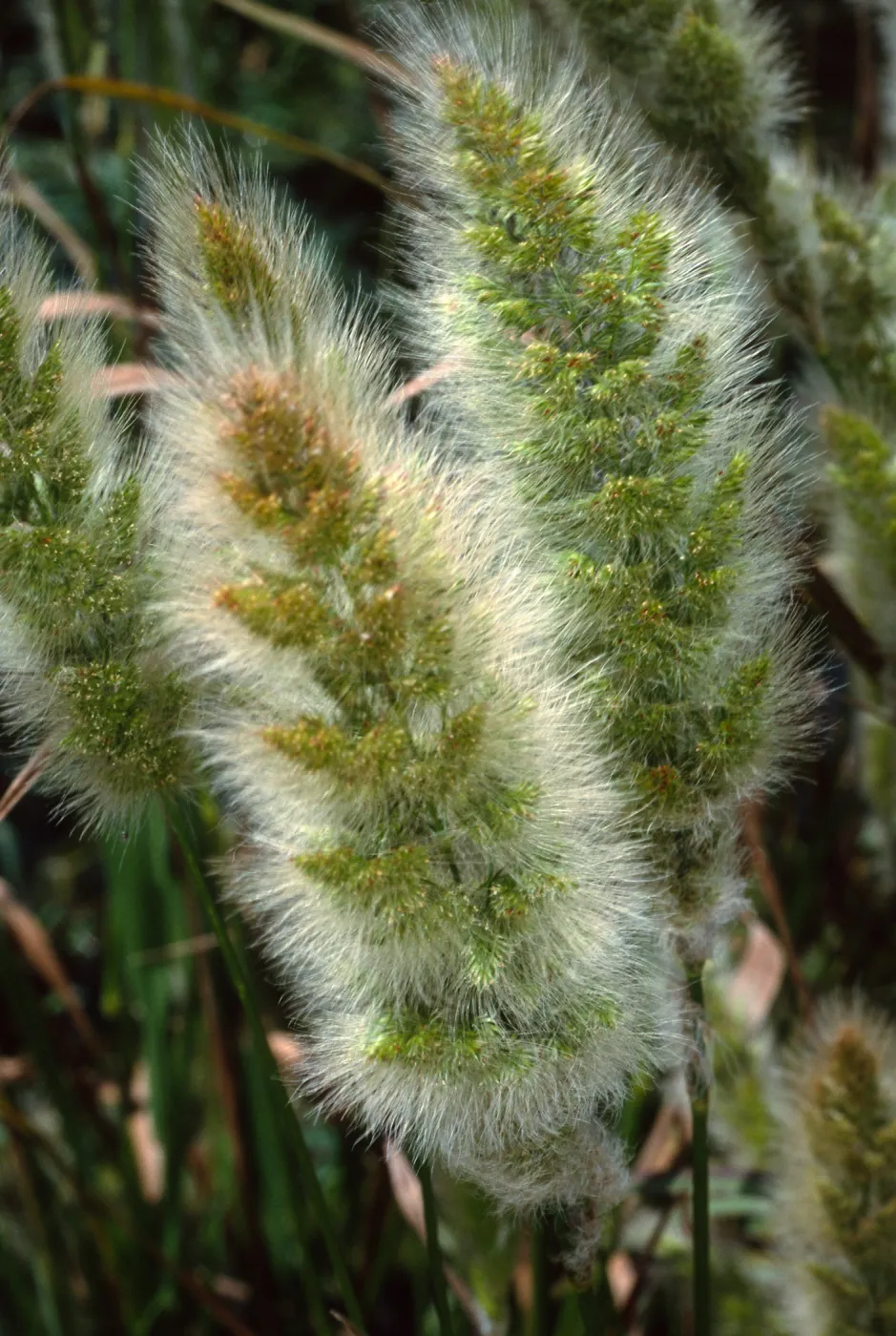 Polypogon monspeliensis, Santa Catalina Island, Thompson Reservoir,