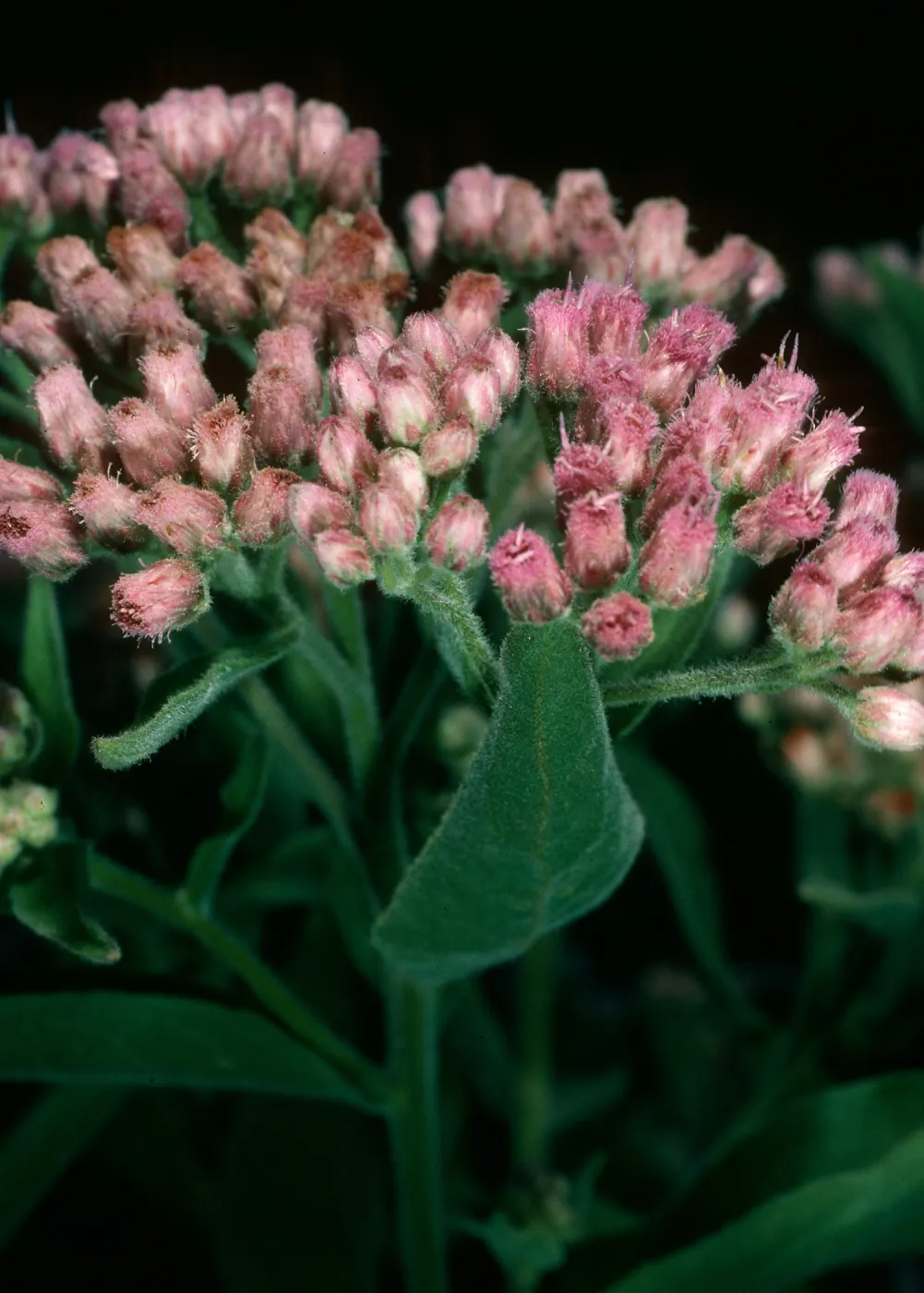 Pluchea odorata, Santa Cruz Island, 1st canyon North of mouth at Laguna Canyon
