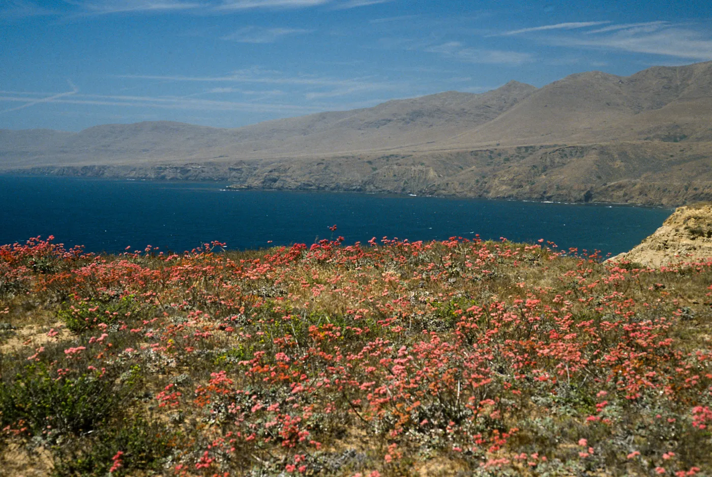  Lomatium, Santa Cruz Island, Sauces Canyon, along road to Pozo Beach